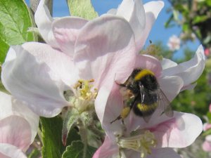 Honey bee at work